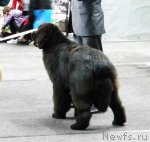 Превью фото № 95037