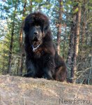 Превью фото № 95106