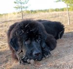 Превью фото № 95108