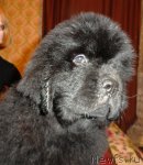 Превью фото № 95115