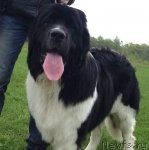 Превью фото № 95272