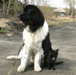 Превью фото № 95274