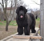 Превью фото № 95441