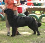 Превью фото № 95456