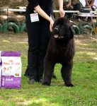 Превью фото № 95470