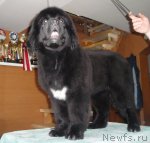 Превью фото № 95784