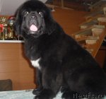 Превью фото № 95786