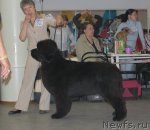 Превью фото № 96201