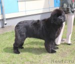 Превью фото № 96214