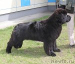 Превью фото № 96215