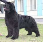 Превью фото № 96216