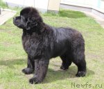 Превью фото № 96222