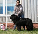 Превью фото № 96250