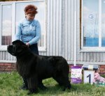 Превью фото № 96288