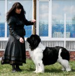 Превью фото № 96290