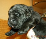 Превью фото № 96339