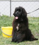 Превью фото № 96468