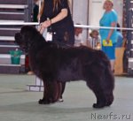 Превью фото № 96565