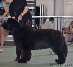 Превью фото № 96566