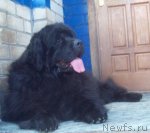 Превью фото № 96753