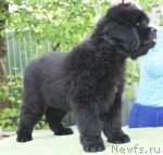 Превью фото № 96758