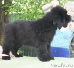 Превью фото № 96760