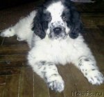 Превью фото № 96870