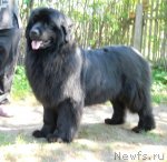 Превью фото № 96979