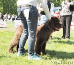 Превью фото № 97004