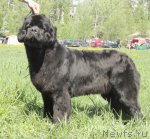 Превью фото № 97019