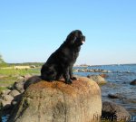 Превью фото № 97128