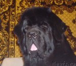 Превью фото № 97169