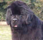 Превью фото № 97410