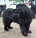 Превью фото № 97501