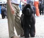 Превью фото № 97681