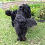 Превью фото № 97740