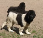 Превью фото № 98028