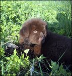 Превью фото № 98039