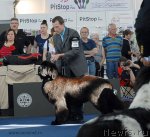 Превью фото № 98118