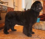 Превью фото № 98286