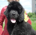 Превью фото № 98381