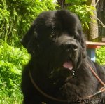 Превью фото № 98432