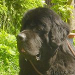 Превью фото № 98434