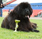 Превью фото № 98684