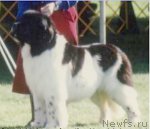 Превью фото № 98700