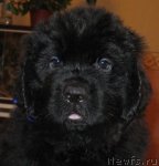 Превью фото № 99432