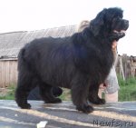 Превью фото № 99774