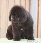 Превью фото № 99849