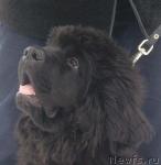 Превью фото № 9990